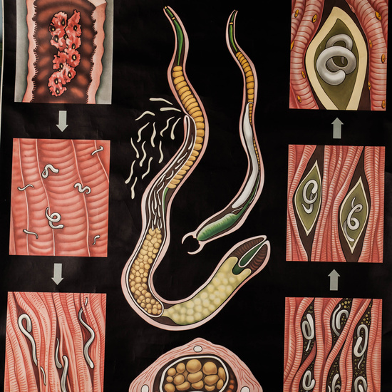 IES_LOPEDEVEGA_CIENCIASNATURALES_049