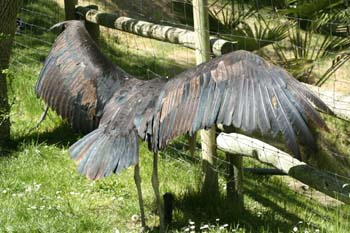 Marabú africano (Leptoptilus crumeniferus)