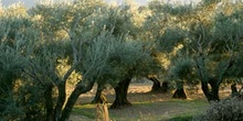 Olivo - Olivar (Olea europaea)