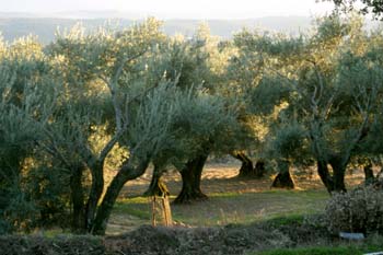 Olivo - Olivar (Olea europaea)