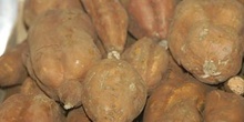 Batata