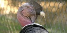 Cóndor de los Andes (Vultur Griphus)