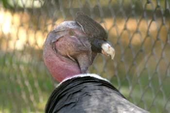 Cóndor de los Andes (Vultur Griphus)