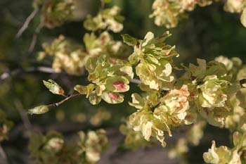 Olmo montano - Frutos (Ulmus glabra)