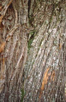 Castaño - Tronco (Castanea sativa)