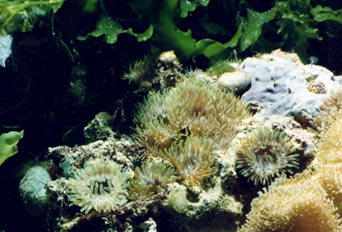 Anémona (Anemona gracilis)