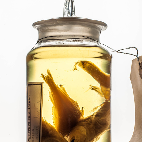 IES_SANISIDRO_MUSEO_BOTES_012