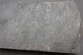 Annularia stellata (Equiseto-Cola Caballo) Carbonífero