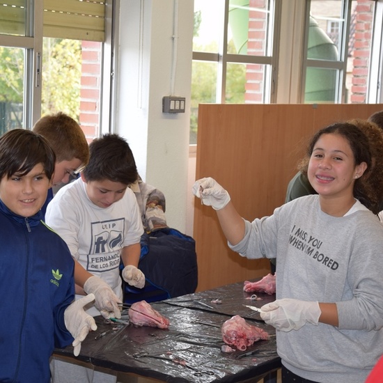 2016_11_DISECCIÓN DEL CRÁNEO Y OJO DE UN CORDERO_SEXTO 17