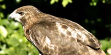 Ratonero (Buteo buteo)