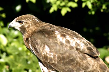 Ratonero (Buteo buteo)