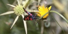 Zigena (Zygaena sp,)