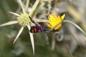 Zigena (Zygaena sp,)