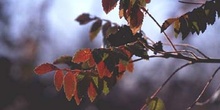 Zumaque (Rhus coriaria)