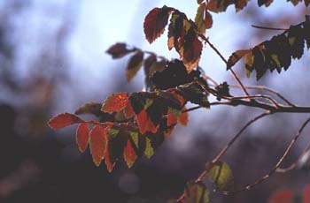 Zumaque (Rhus coriaria)