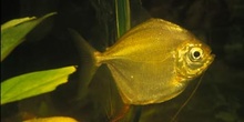 Pez dolar (Metynnis sp.)