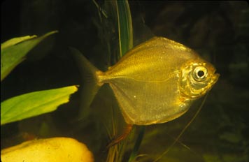 Pez dolar (Metynnis sp.)