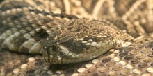 Serpiente de cascabel (Crotalus sp.)