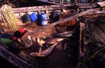 Capturas en el puerto de Hodeidah, Yemen