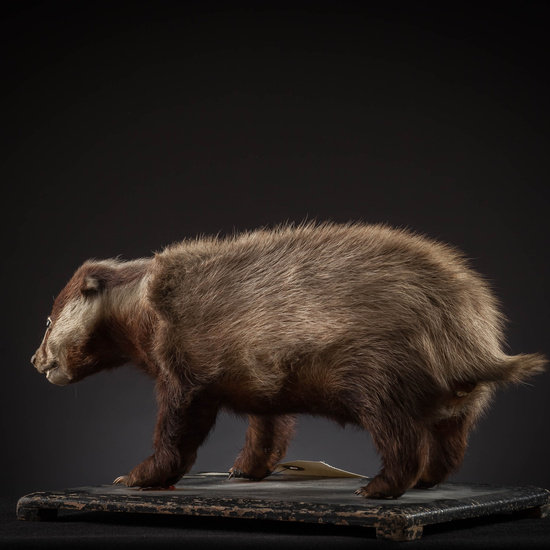 IES_SANISIDRO_MUSEO_Zoolgía_132