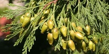 Cedro blanco de California - Piñas (Calocedrus decurrens)