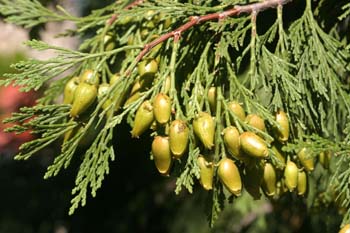 Cedro blanco de California - Piñas (Calocedrus decurrens)