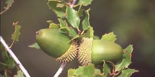 Coscoja / carrasca - Bellota (Quercus coccifera)