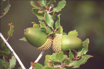 Coscoja / carrasca - Bellota (Quercus coccifera)