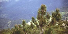 Pino silvestre - Brotes (Pinus sylvestris)