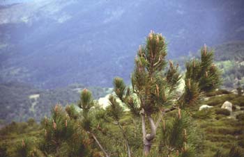 Pino silvestre - Brotes (Pinus sylvestris)