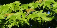 Arce (Acer saccharinum)