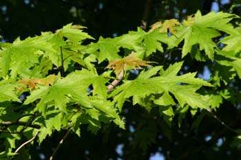 Arce (Acer saccharinum)