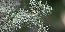 Ciprés de Arizona - Hojas (Cupressus arizonica)