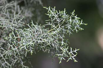 Ciprés de Arizona - Hojas (Cupressus arizonica)