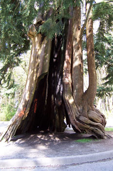 árbol hueco, Parque Stanley, Vancouver