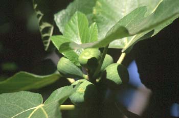 Higuera - Frutos (Ficus carica)