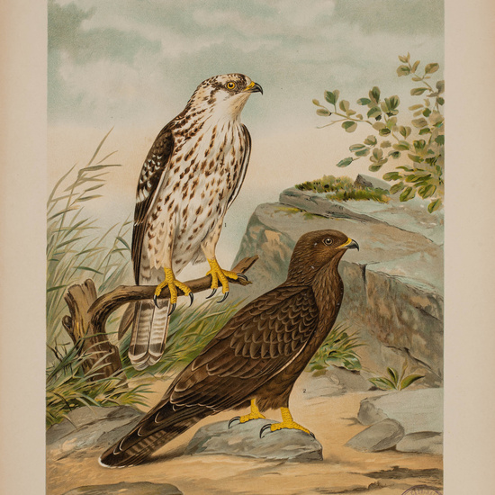 IES_CARDENALCISNEROS_AVES_LAMINAS_175