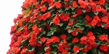Arbusto de flores rojas