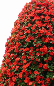 Arbusto de flores rojas