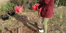 Plantación en el parque forestal de Valdebebas 2019 29