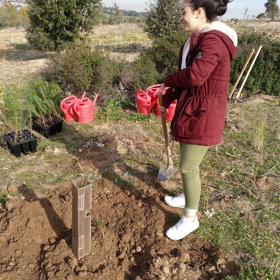 Plantación en el parque forestal de Valdebebas 2019 29
