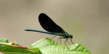 Caballito del diablo azul (Calopteryx virgo)