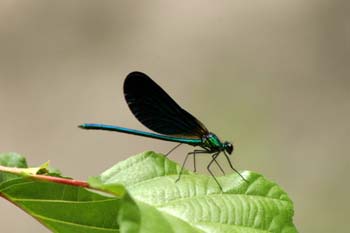 Caballito del diablo azul (Calopteryx virgo)