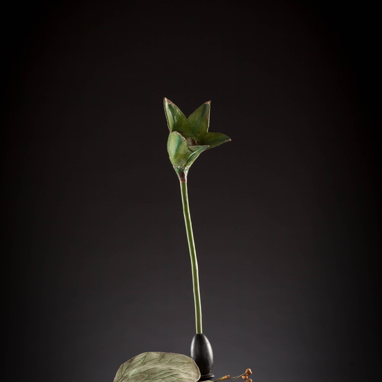 IES_CARDENALCISNEROS_BOTÁNICA_III_MODELOS_026