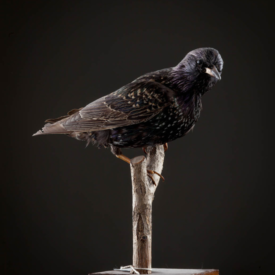 IES_ISABELLACATOLICA_BIOLOGIA_585