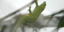 Anolis