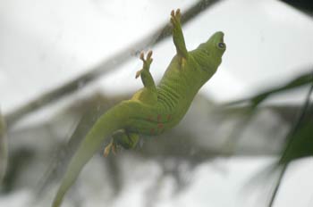 Anolis