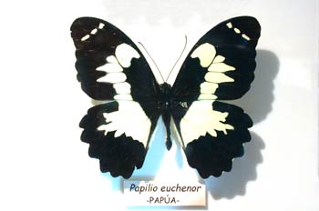 Papilio euchenor (Nueva Guinea)