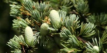 Cedro del Atlas - Flores masc. (Cedrus atlantica)