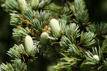 Cedro del Atlas - Flores masc. (Cedrus atlantica)